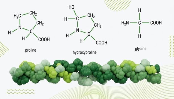 Prolin, hydroxyprolin a glycin – aminokyseliny typické pro kolagen